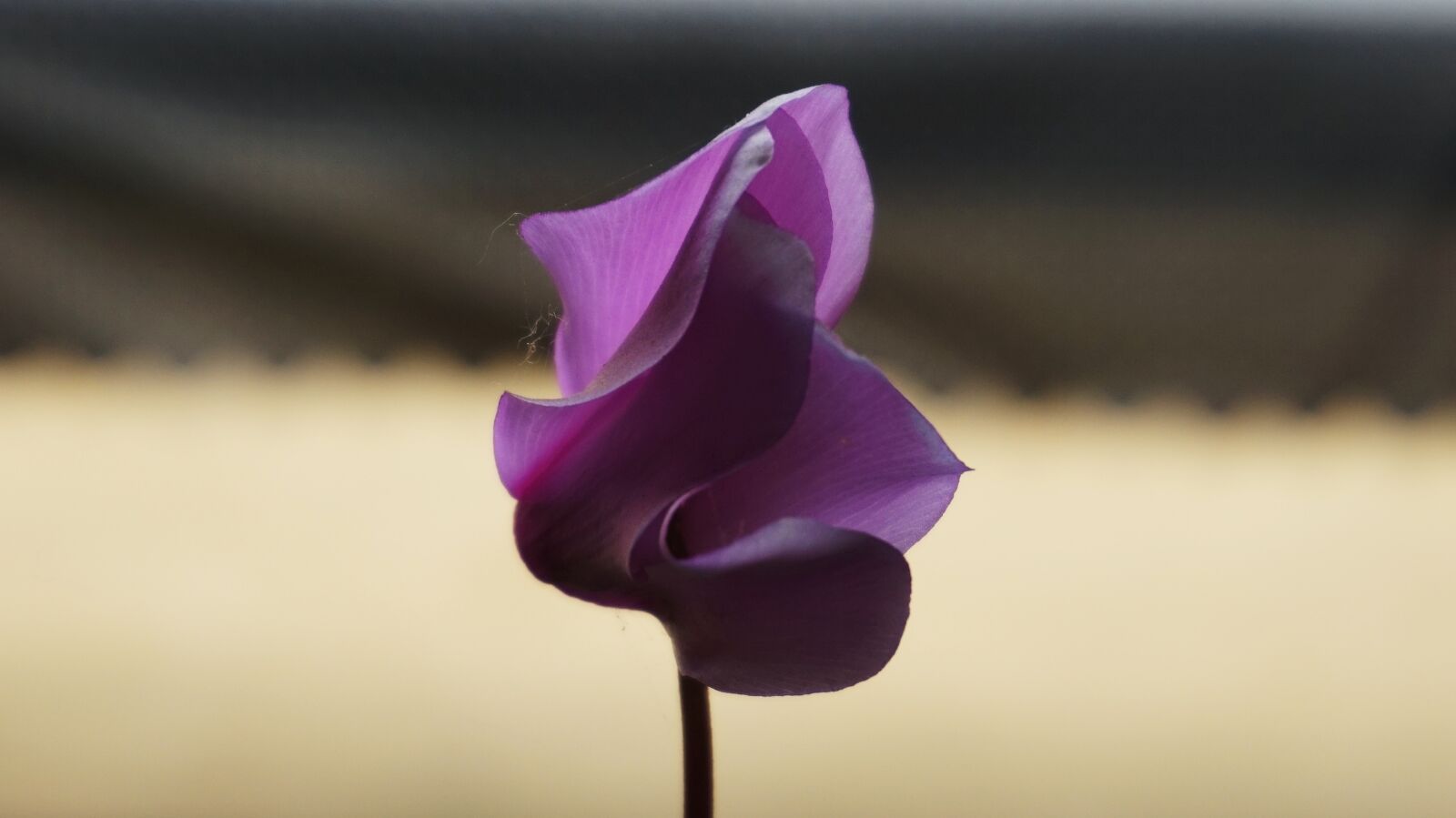 Sony Alpha a5000 (ILCE 5000) sample photo. Flowers, gangneung, travel photography