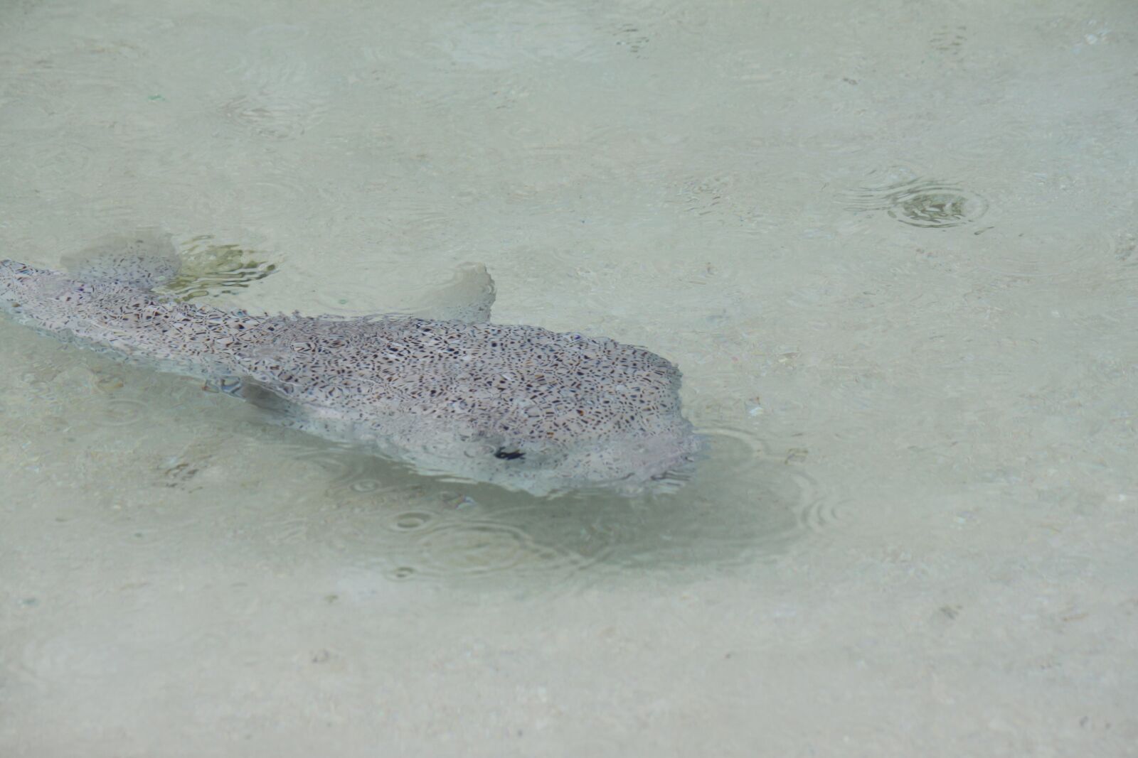 Canon EOS 500D (EOS Rebel T1i / EOS Kiss X3) sample photo. Fish, sea, puffer fish photography