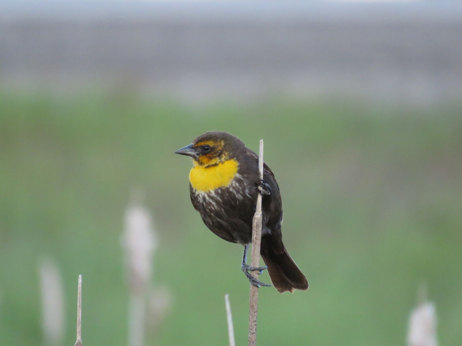 Canon PowerShot SX60 HS sample photo. Female yellow-headed blackbird, blackbird photography