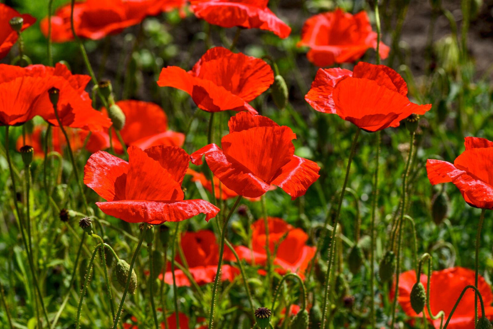 Nikon D3100 sample photo. Poppy, red, nature photography