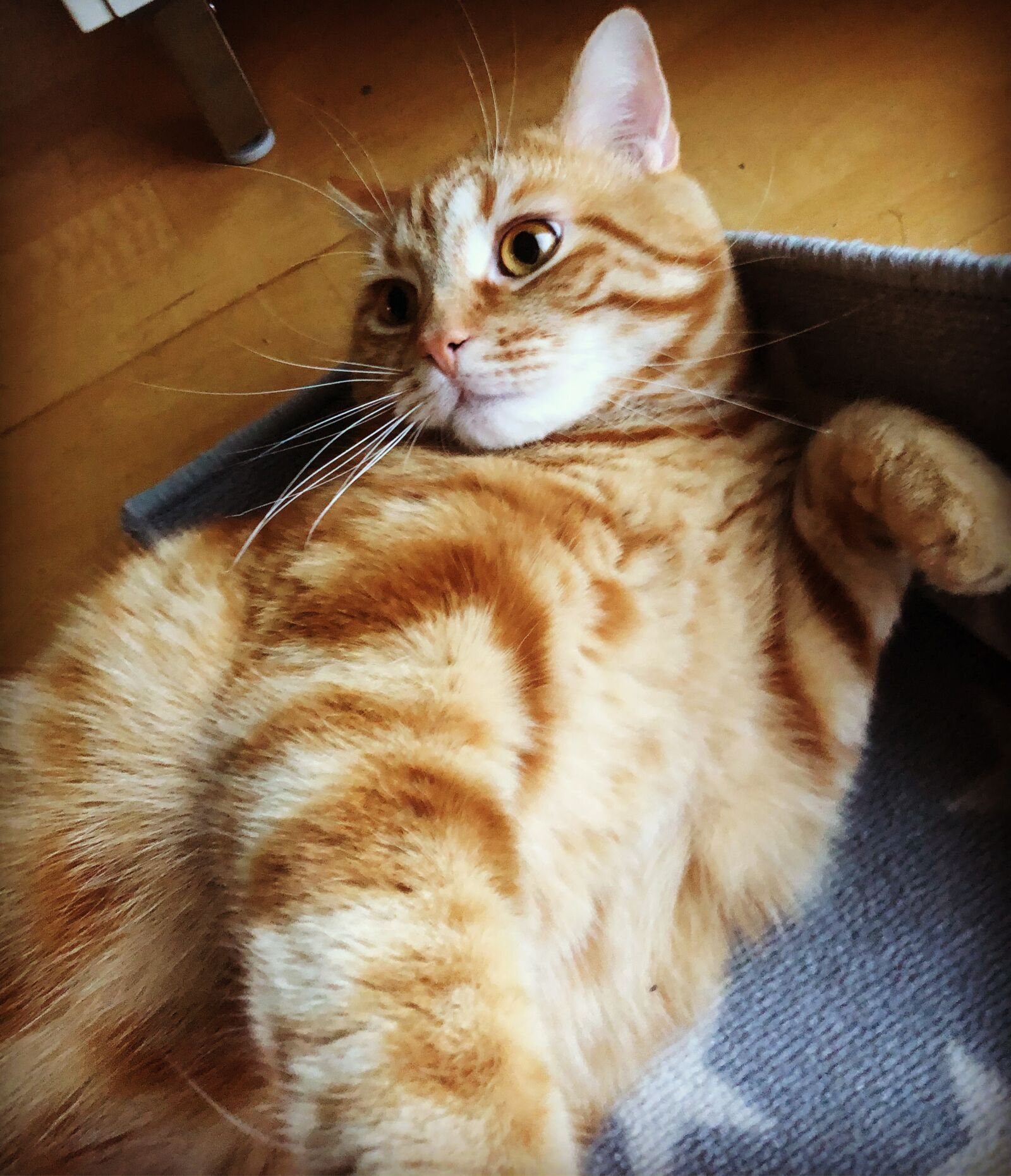 iPhone 8 back camera 3.99mm f/1.8 sample photo. Cat, kitten, gustaf photography