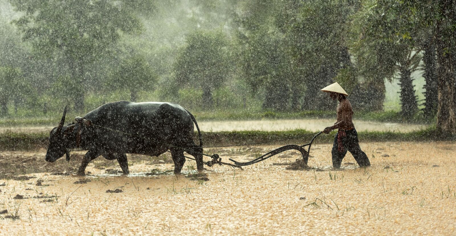 Nikon D810 sample photo. Buffalo, farmer, cultivating photography