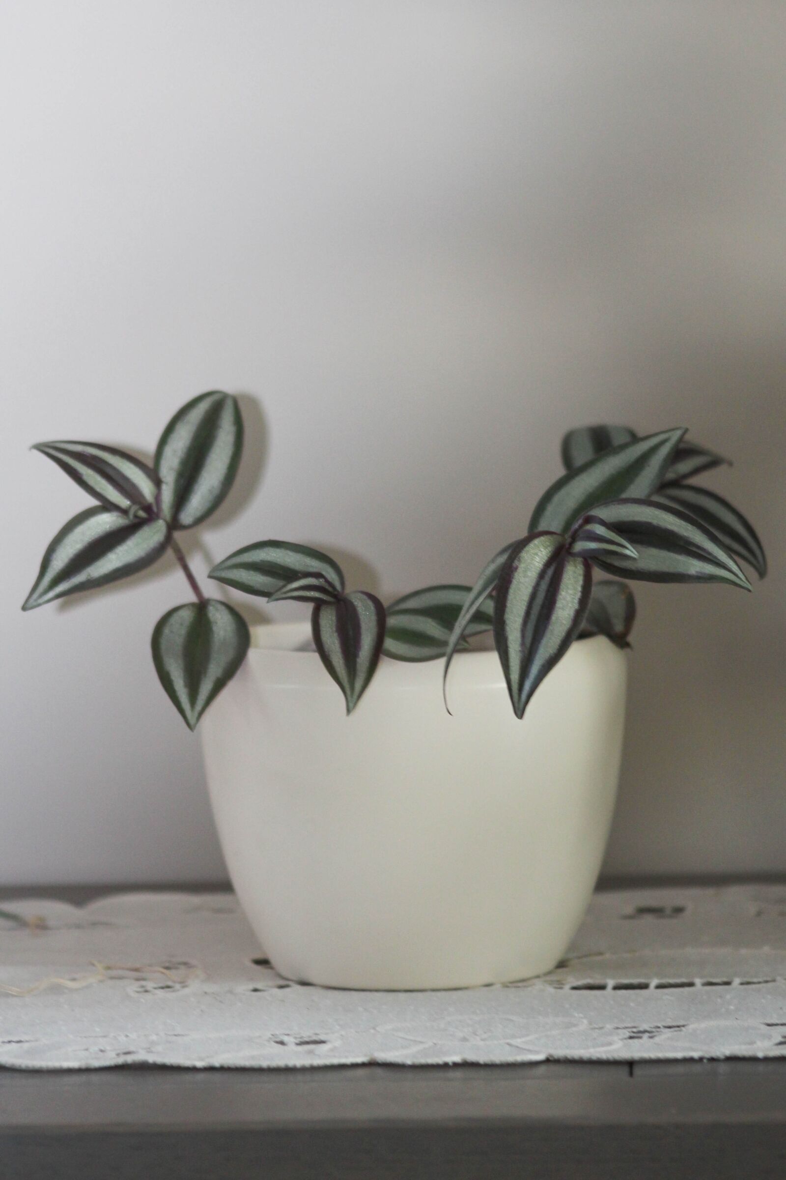 Canon EOS 650D (EOS Rebel T4i / EOS Kiss X6i) sample photo. Wandering jew, tradescantia zebrina photography