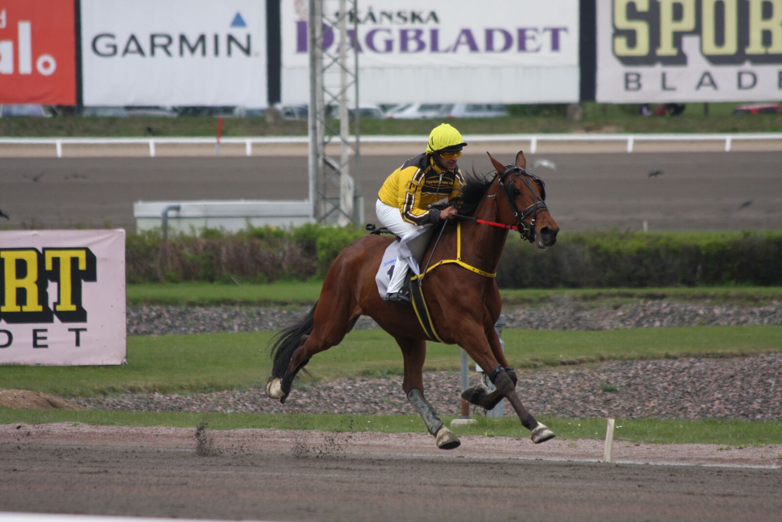 Canon EOS 40D sample photo. Horse, monte, animals photography