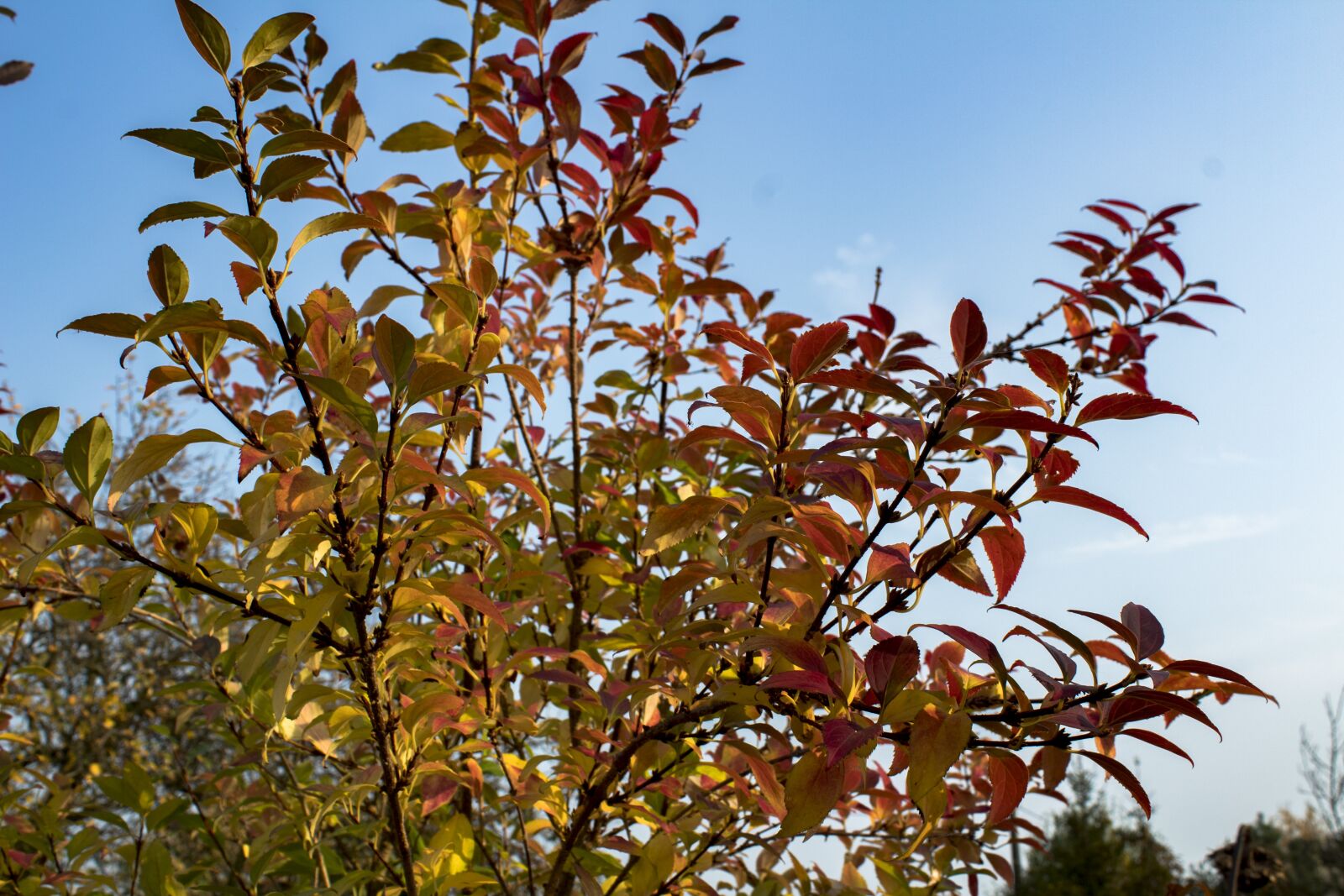 Canon EOS 1300D (EOS Rebel T6 / EOS Kiss X80) sample photo. Autumn, foliage, yellow leaves photography