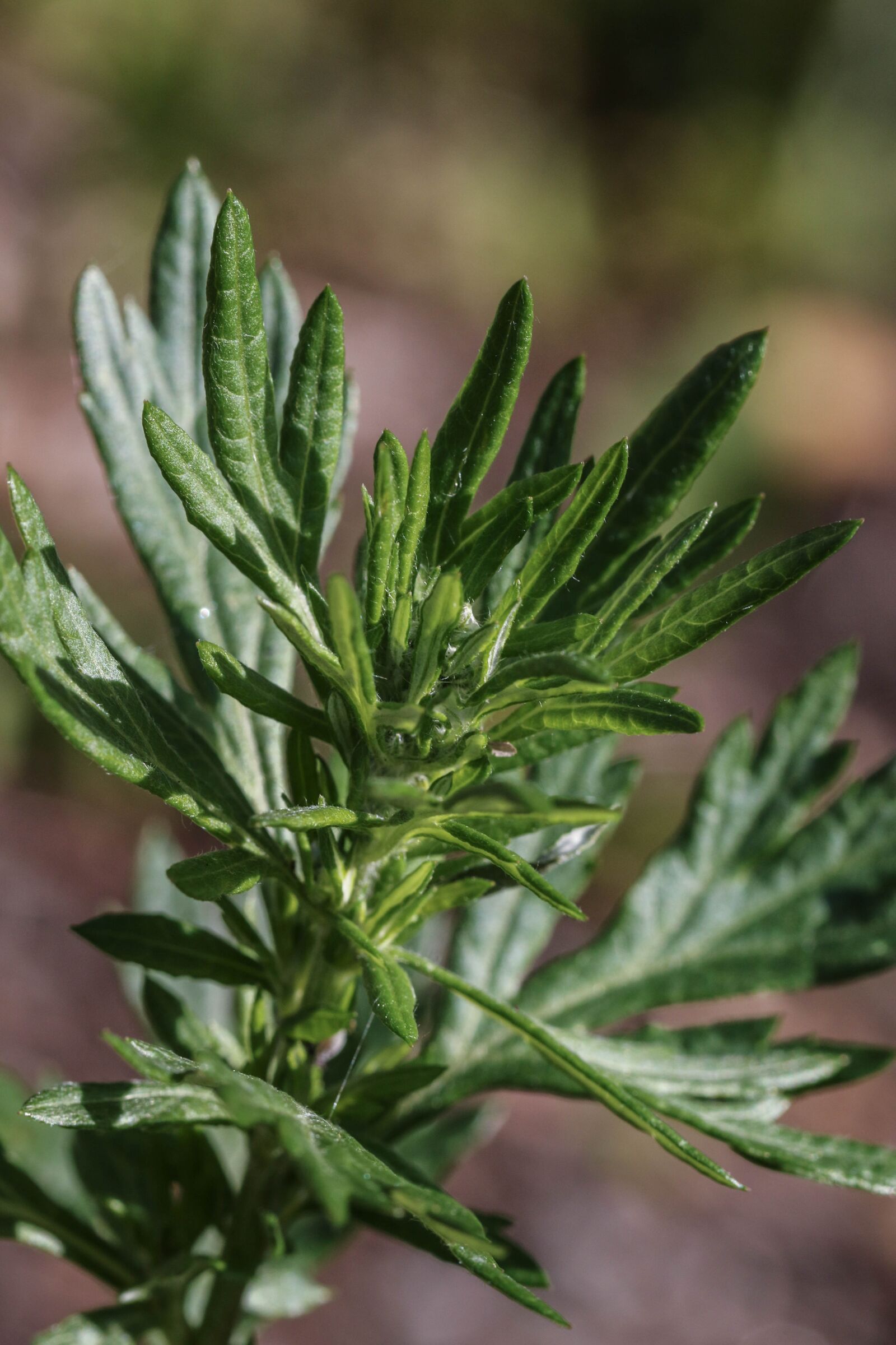 Canon EOS 7D Mark II sample photo. Growth, green, plant photography
