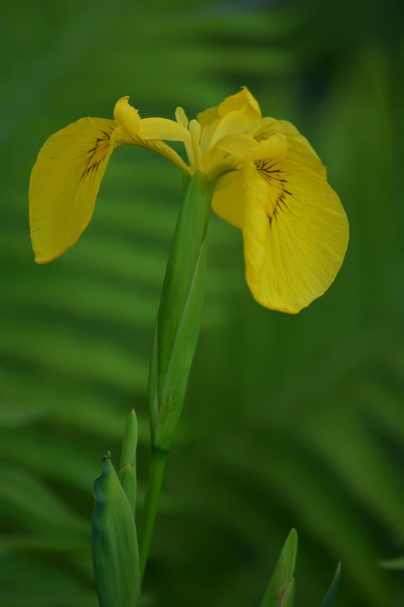 Nikon D5200 sample photo. Iris, fern, garden photography