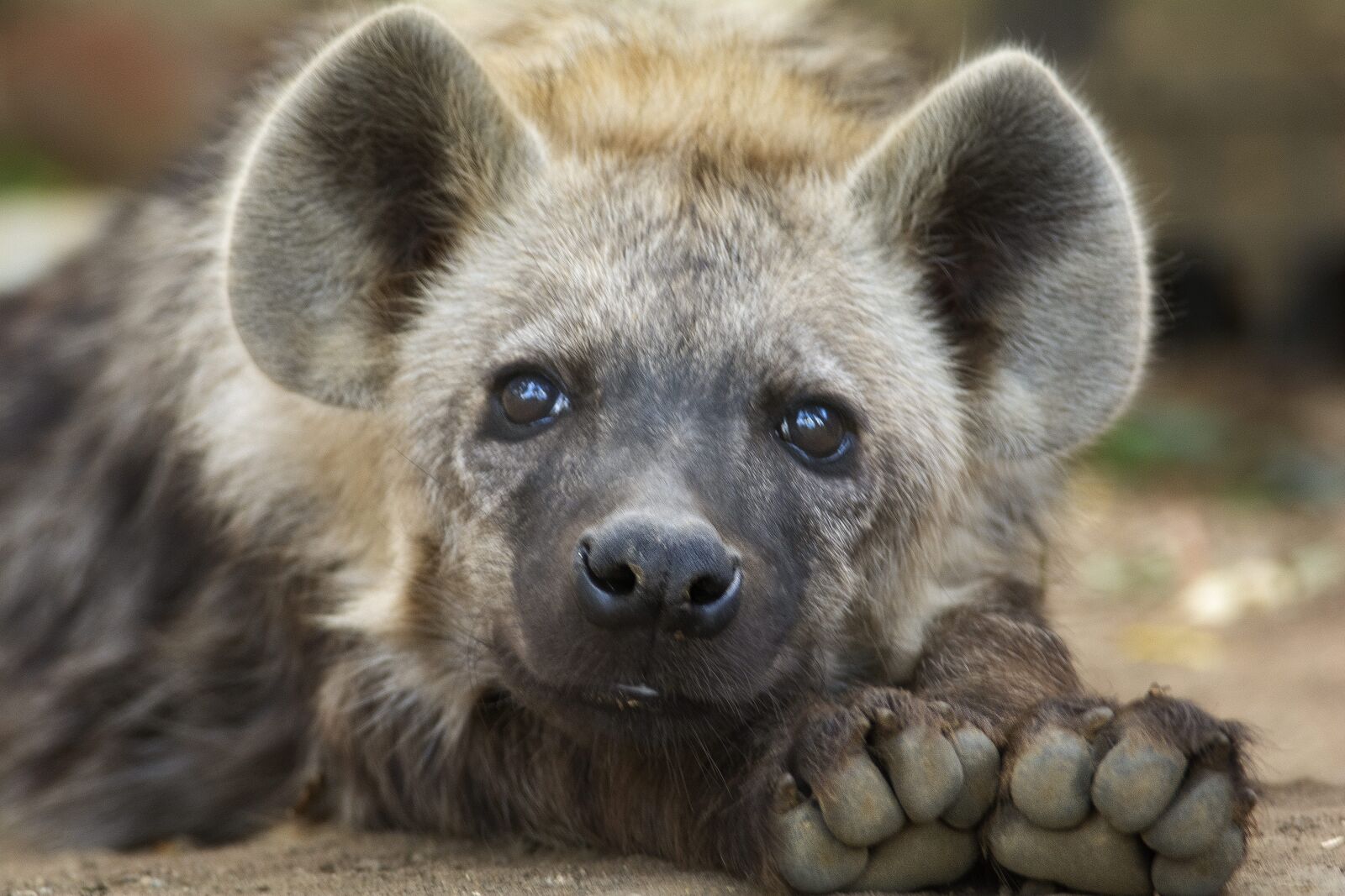 Nikon D7100 sample photo. Hyena, cub, close photography