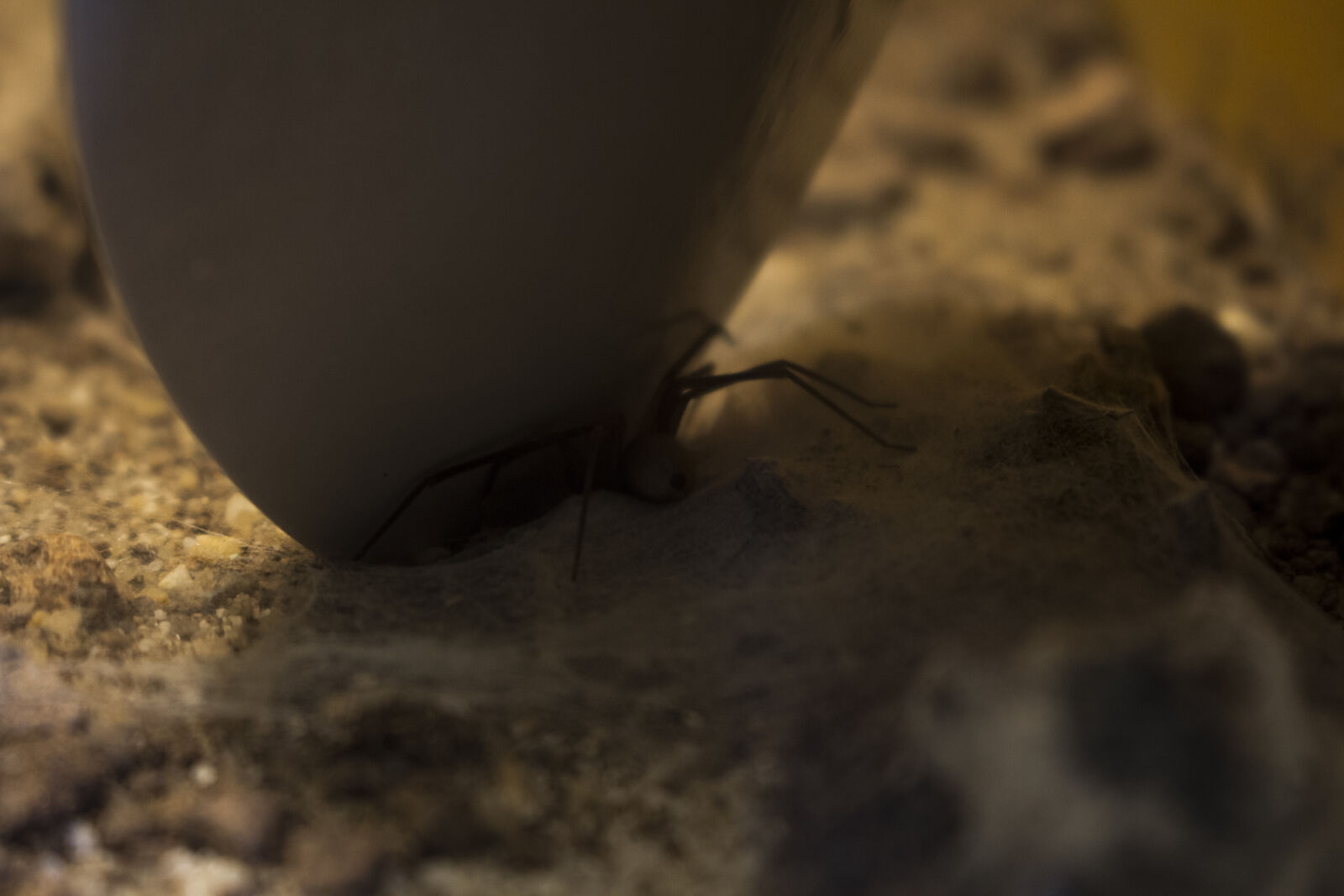 Canon EOS 700D (EOS Rebel T5i / EOS Kiss X7i) sample photo. Arachnids, and, insects, brown photography
