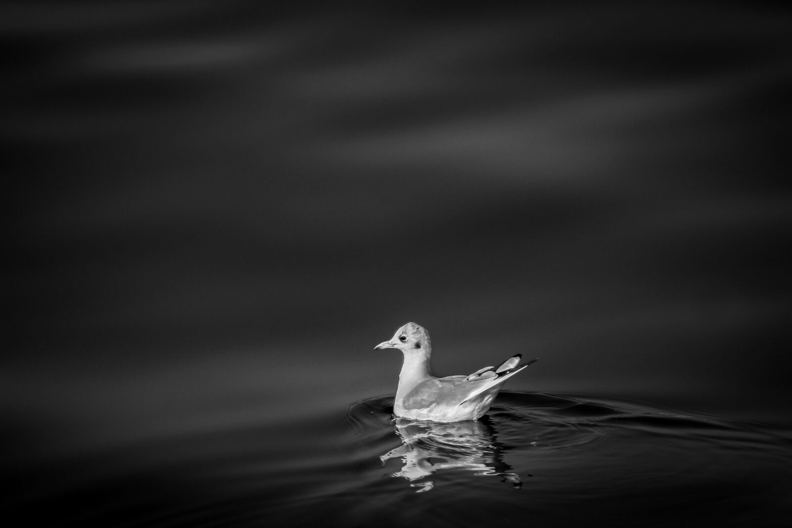 Canon EF 75-300mm f/4-5.6 sample photo. Bird, black, white, nature photography