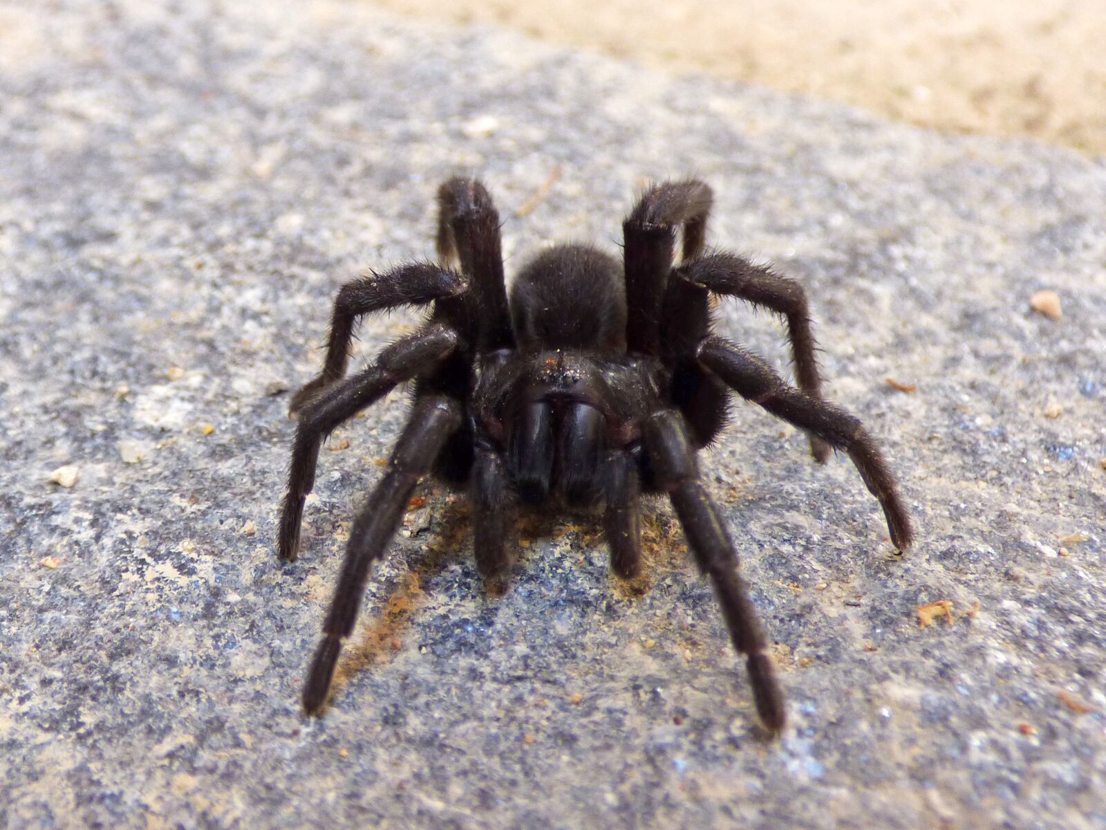 Panasonic Lumix DMC-FZ70 sample photo. Tarantula, spider, hairy spider photography
