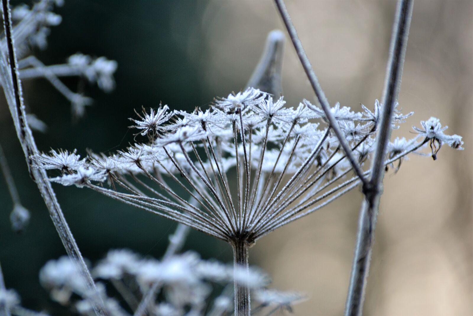 Nikon D3100 sample photo. Cold, frost, icy, plant photography