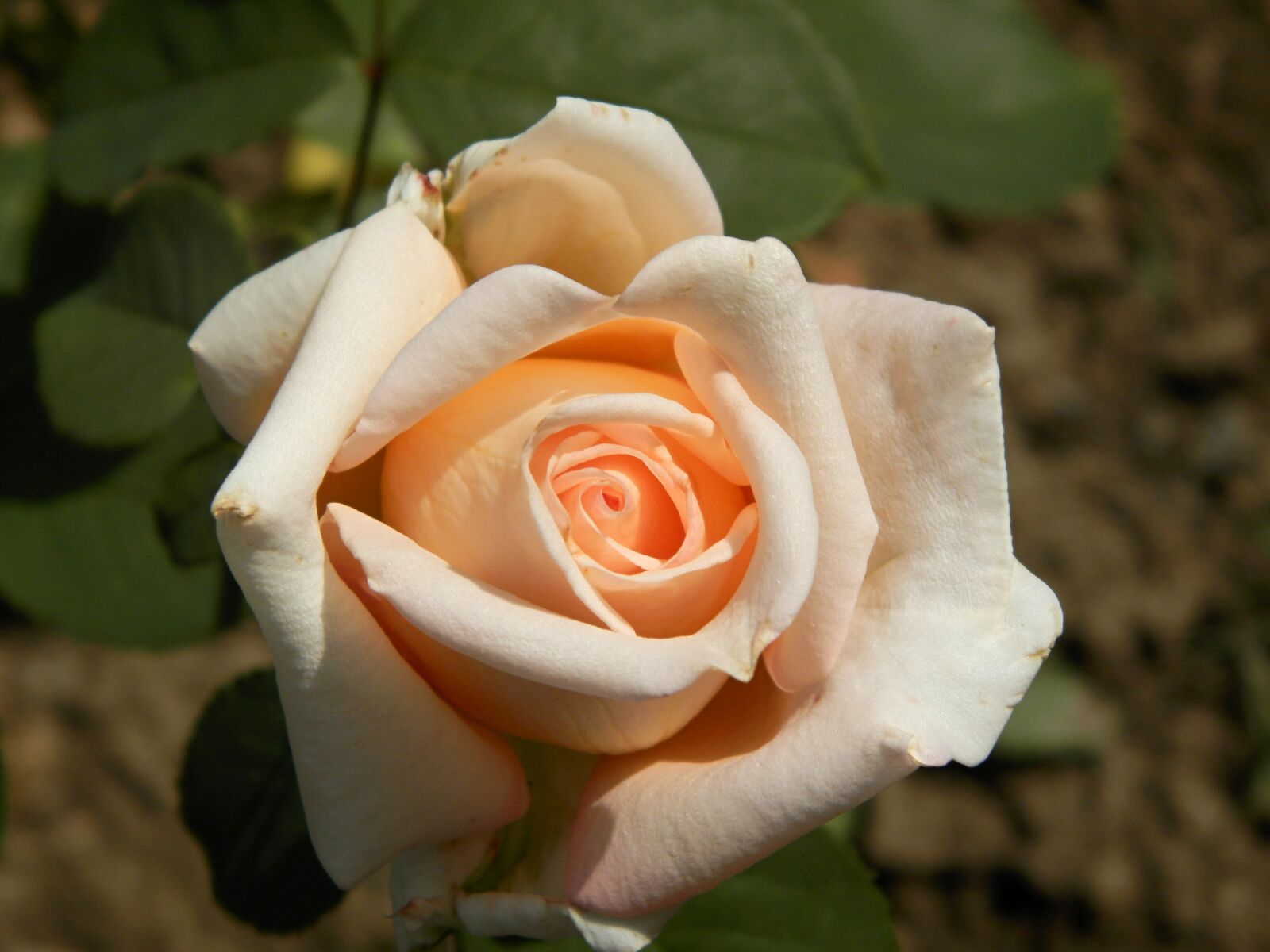 Olympus SP-620UZ sample photo. Flower, rose, garden photography