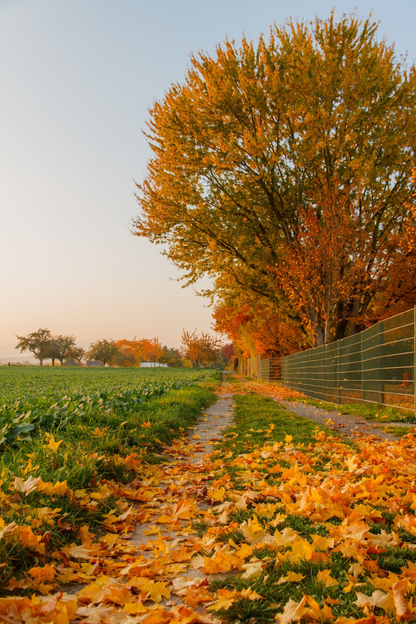 Canon EOS 7D sample photo. Autumn, leaves, leaf photography