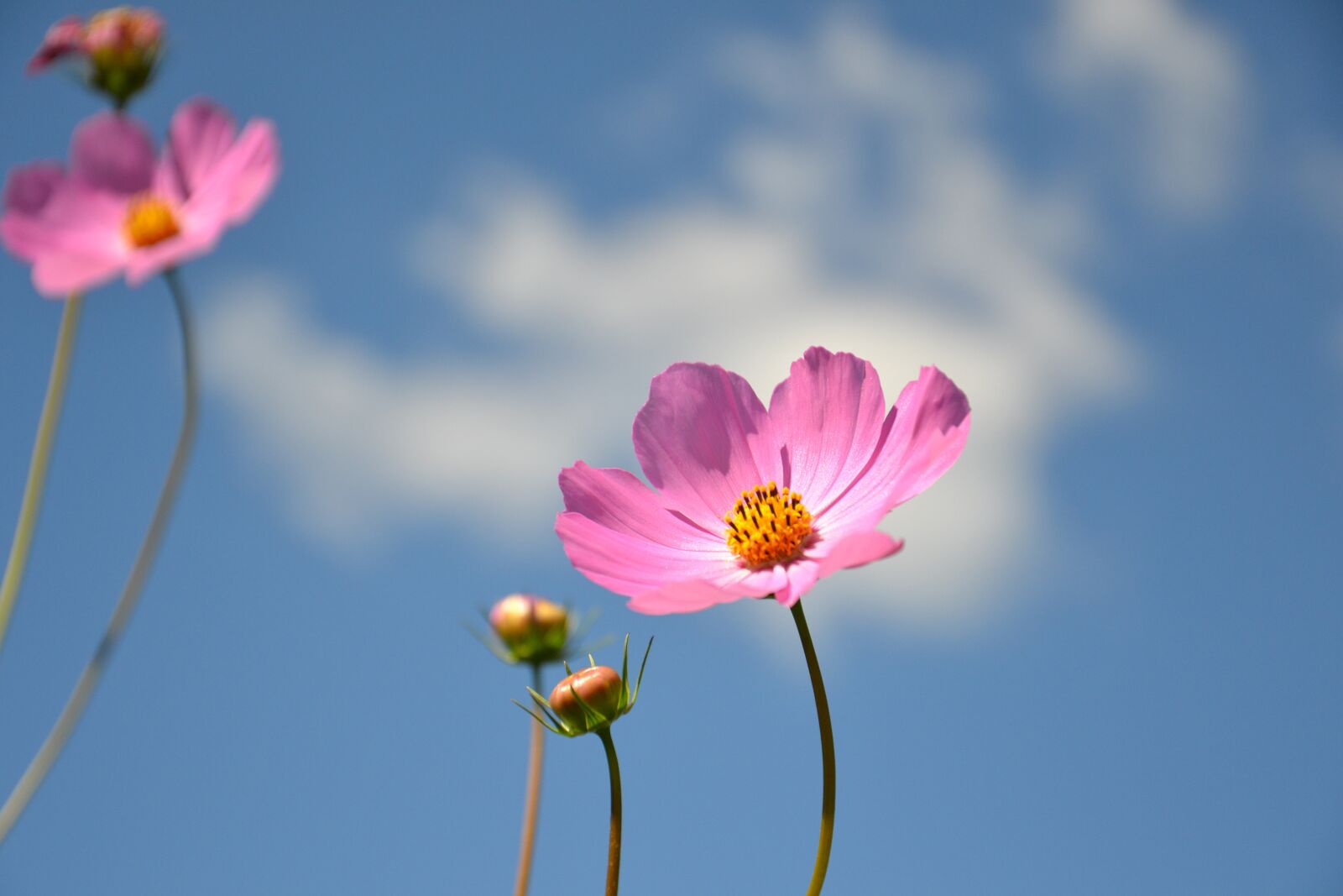 Nikon D3100 sample photo. Cosmea, flower, plant photography