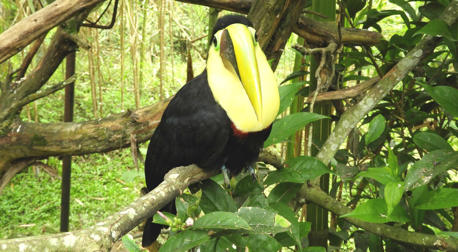 Nikon Coolpix B700 sample photo. Bird, ave, tucan photography