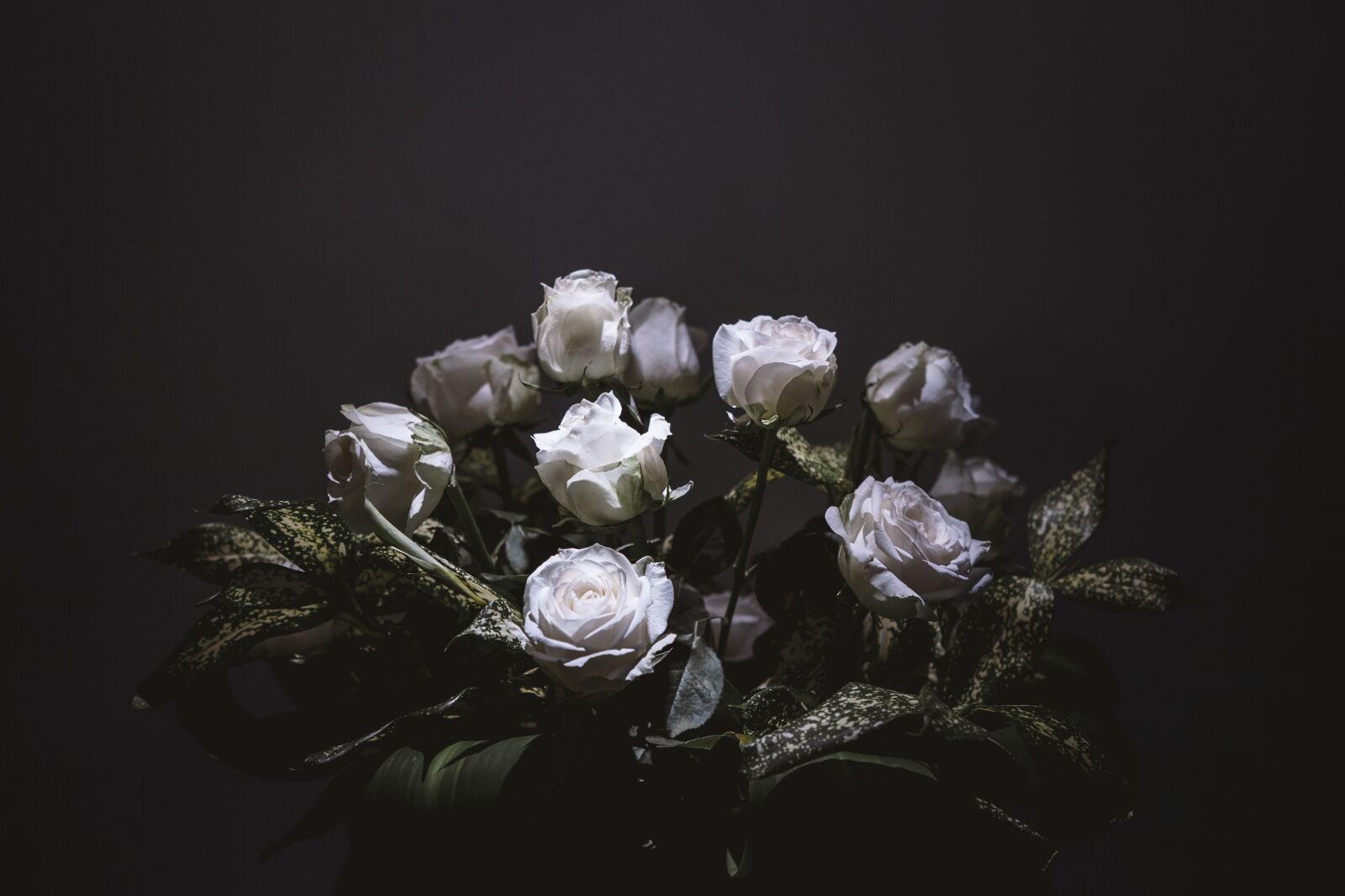 Canon EOS 5D Mark II sample photo. Flower, rose, light and photography