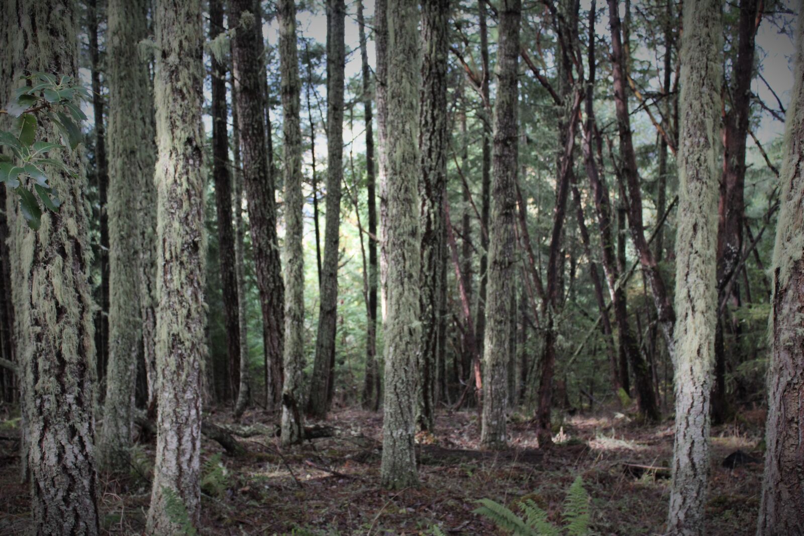 Canon EOS 1200D (EOS Rebel T5 / EOS Kiss X70 / EOS Hi) sample photo. Forest, spooky, trees photography