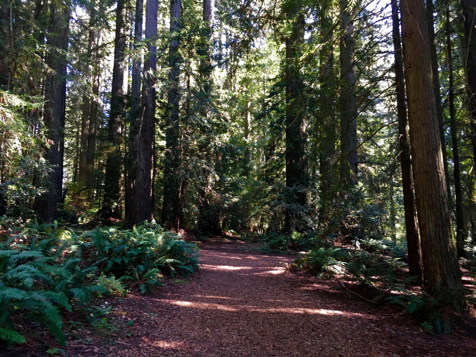 Apple iPhone 6s sample photo. Redwood, path, nature photography
