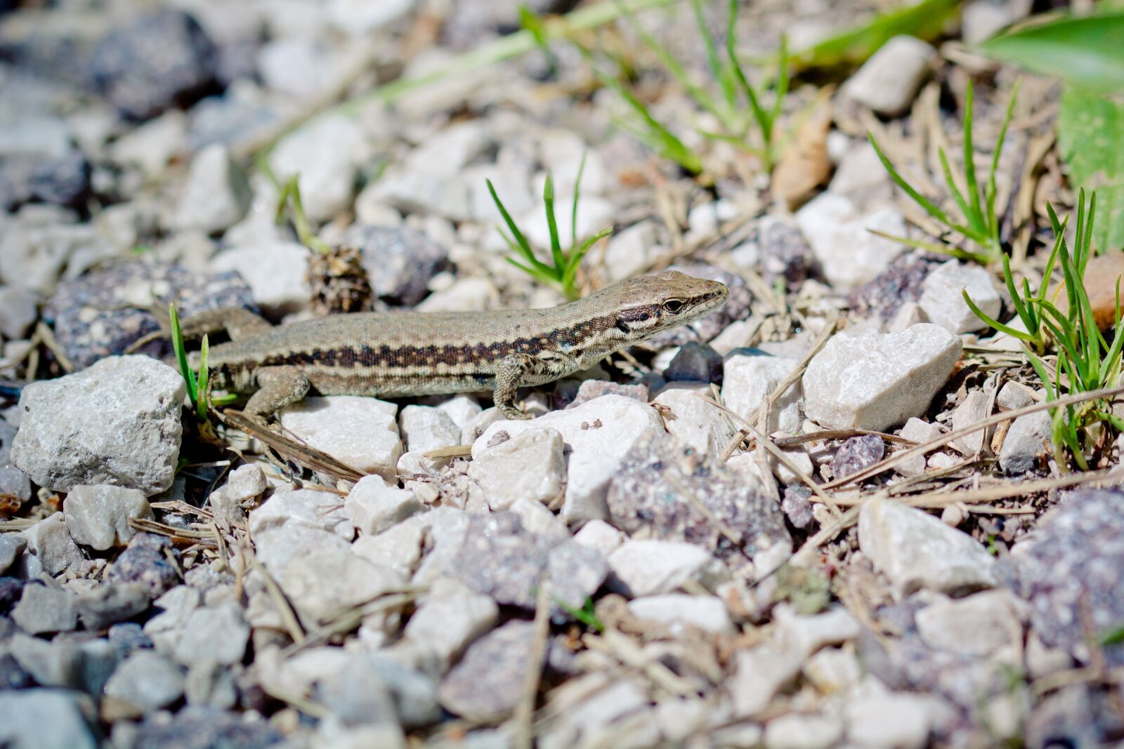 Nikon D7100 sample photo. Wall lizard, reptile, real photography