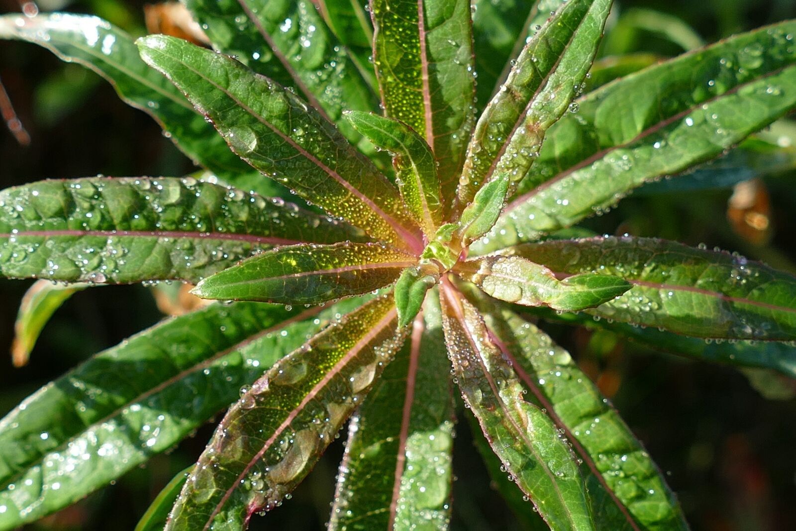 Panasonic Lumix DMC-FZ1000 sample photo. Plant, leaves, dew photography