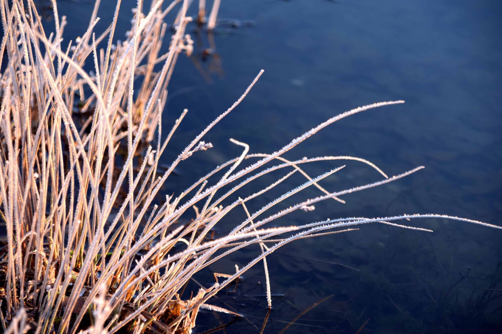 Nikon D3300 sample photo. Water, weed, firn, winter photography
