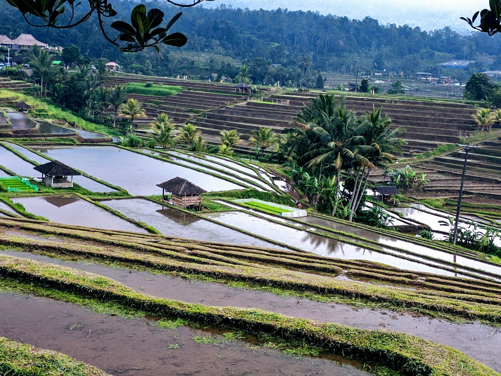 Google Nexus 6P sample photo. Rice terrace, rice fields photography