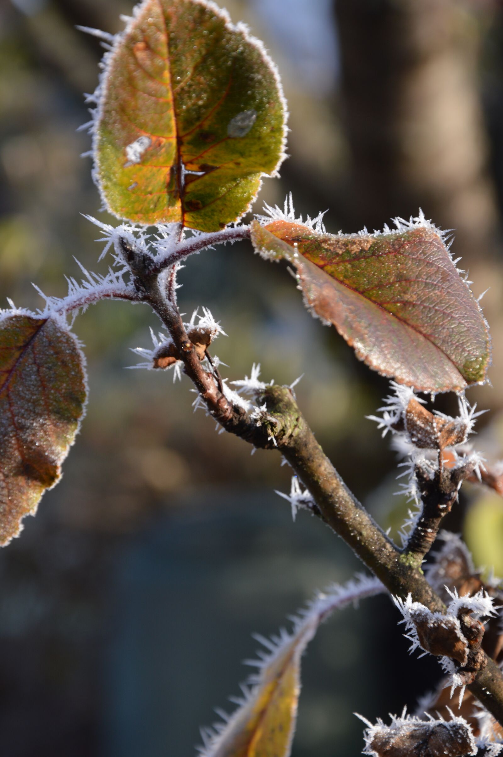 Nikon D3200 sample photo. Leaves, boxer shorts, ice photography