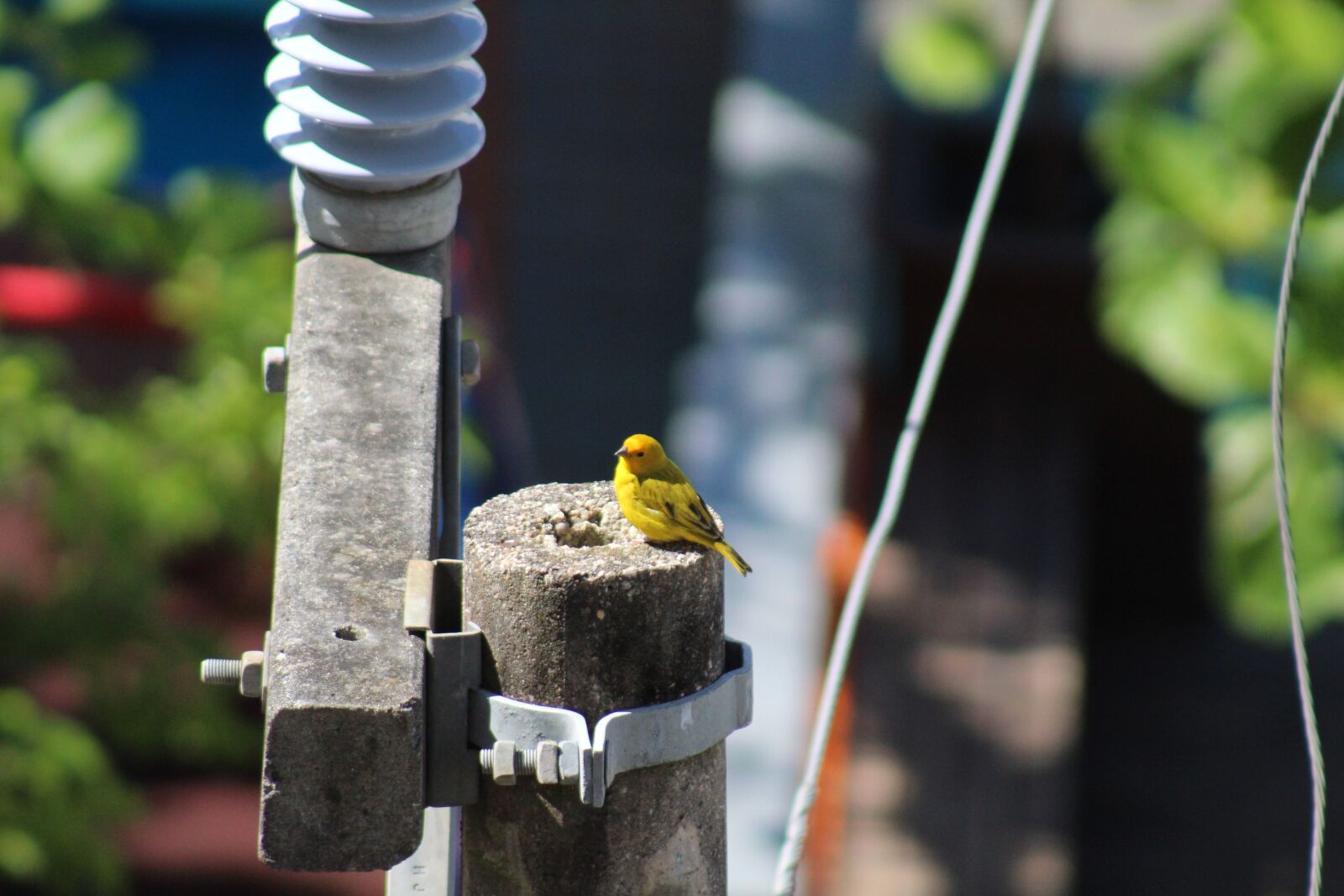 Canon EOS 1300D (EOS Rebel T6 / EOS Kiss X80) sample photo. Canarinho, bird, nature photography