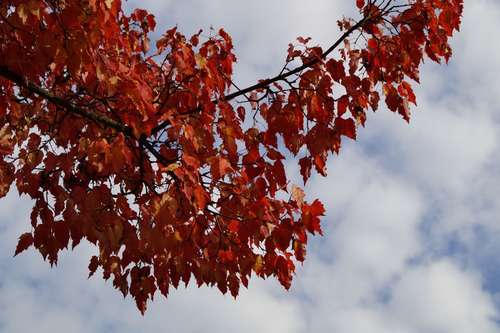 Sony SLT-A58 sample photo. Autumn, fall foliage, leaves photography