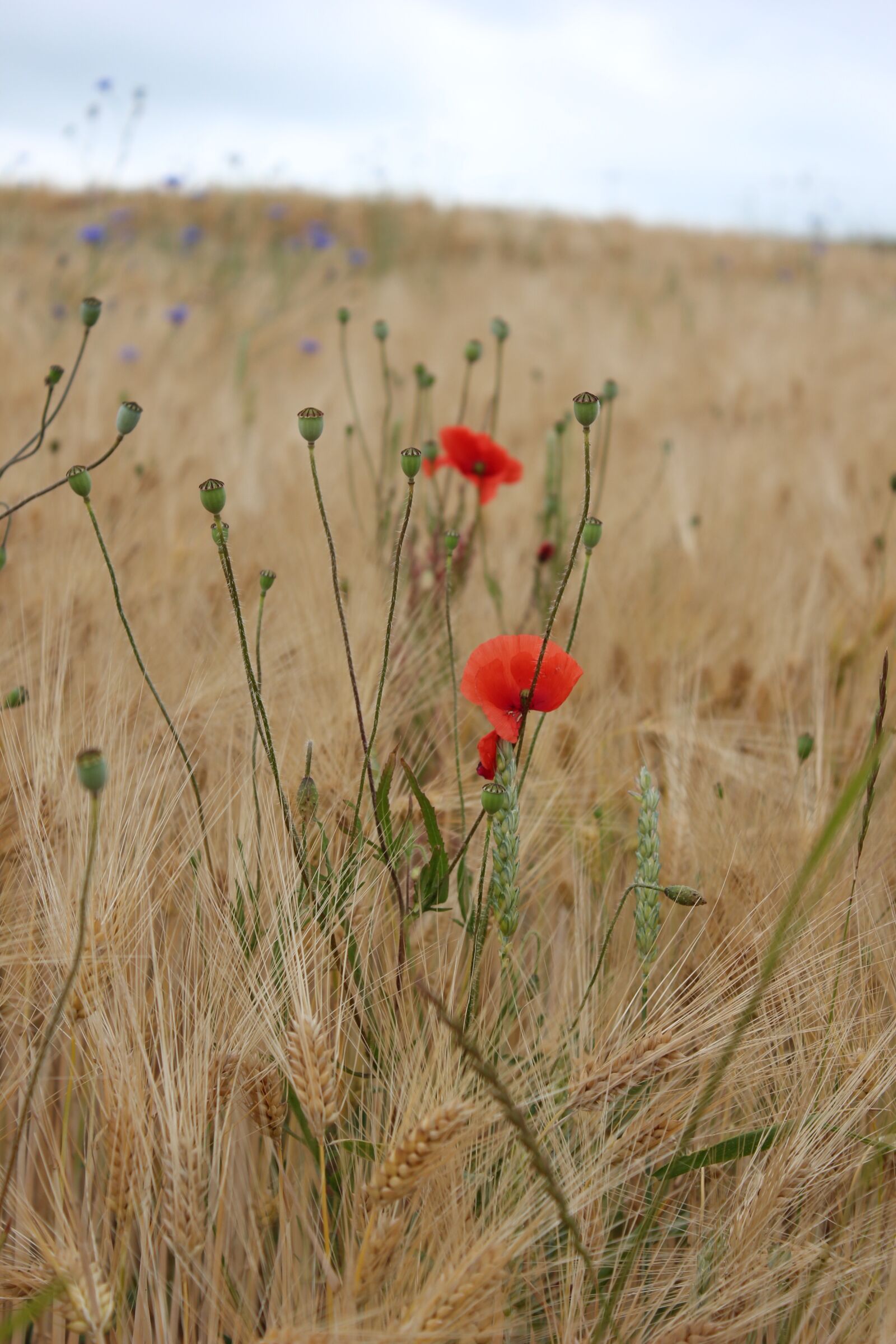 Canon EOS 550D (EOS Rebel T2i / EOS Kiss X4) sample photo. Poppy, klatschmohn, nature photography
