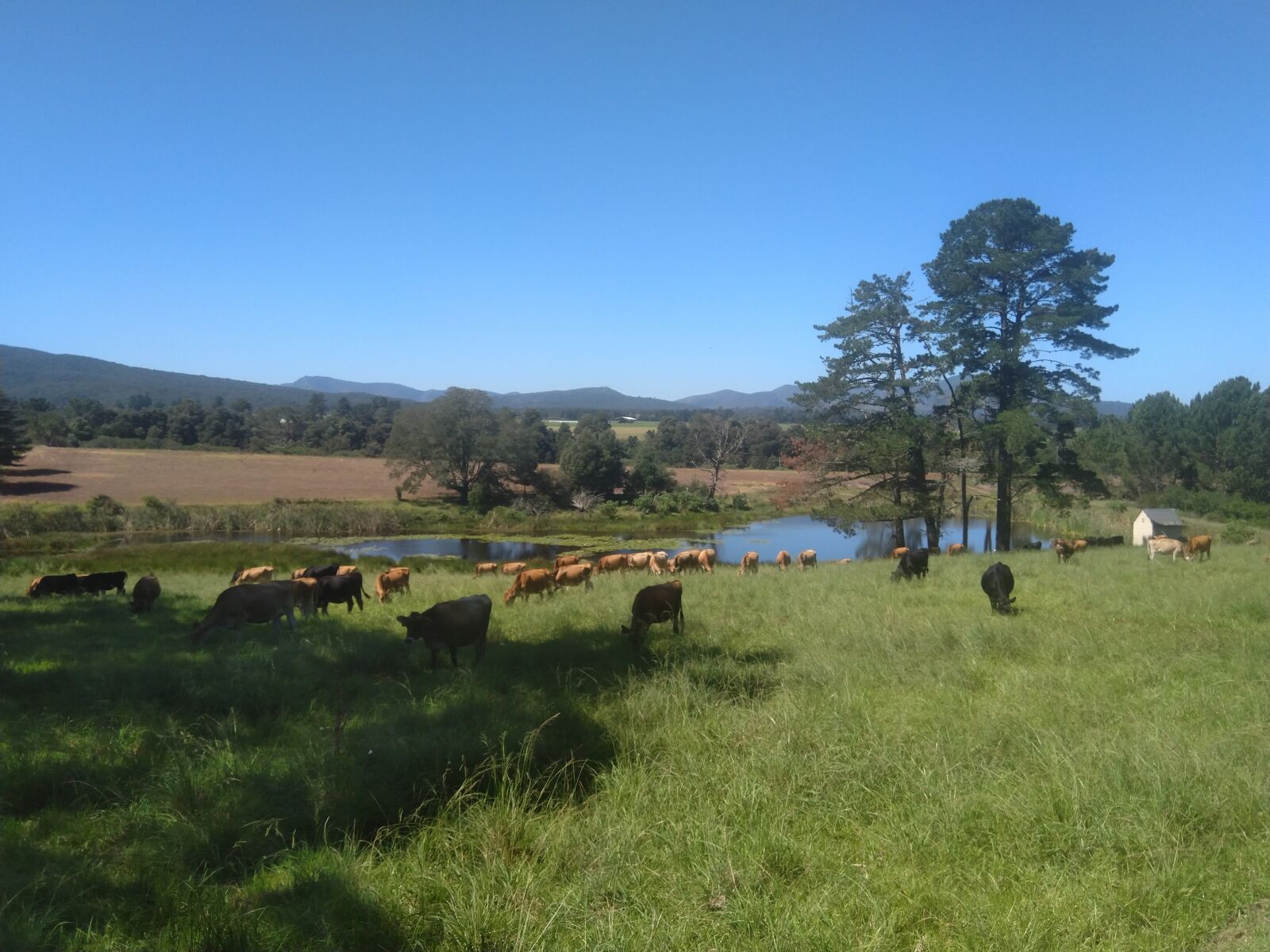 HMD Global Nokia 6.1 sample photo. Farm, nature, cows photography