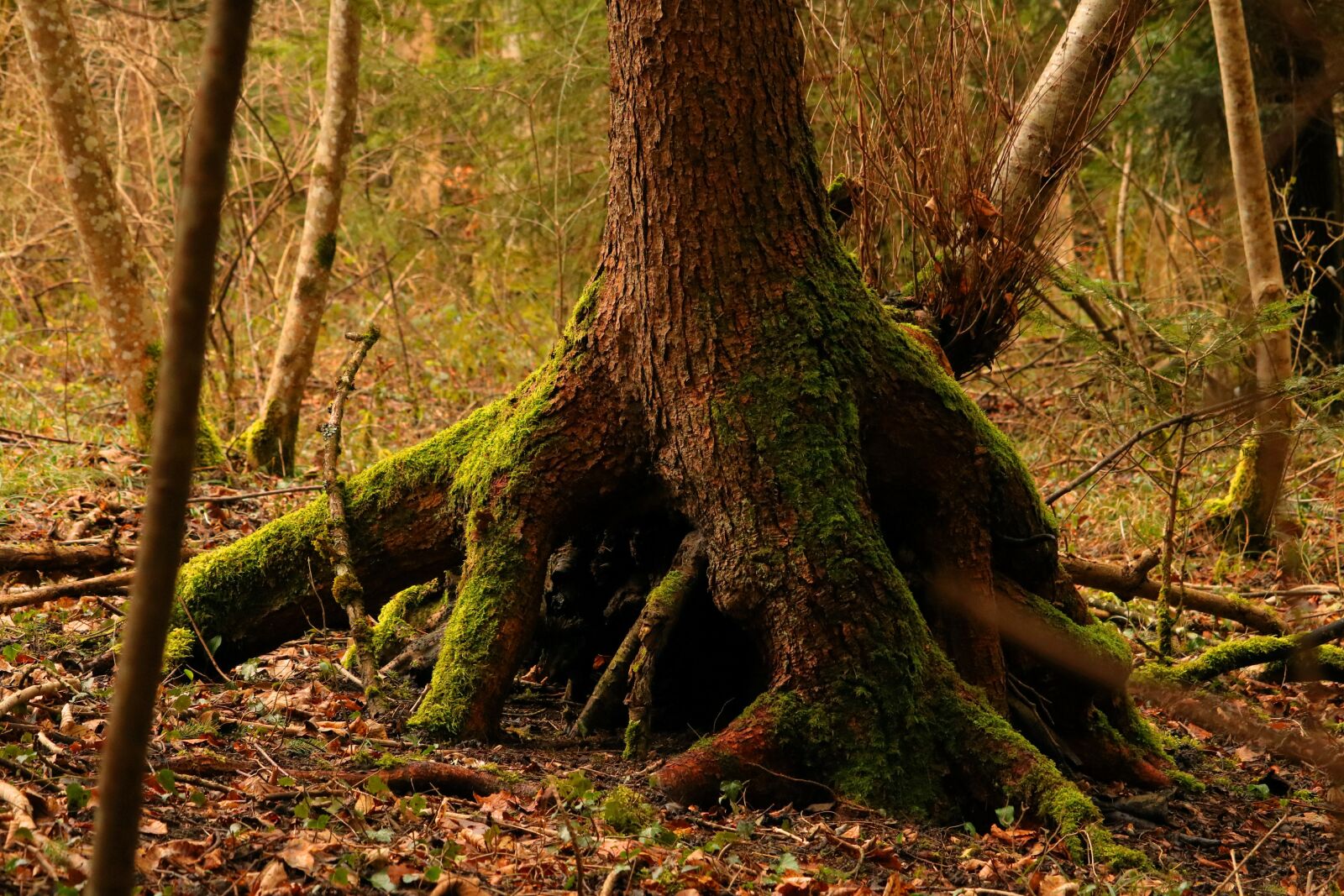 Canon EOS 750D (EOS Rebel T6i / EOS Kiss X8i) sample photo. Tree, root, spring photography