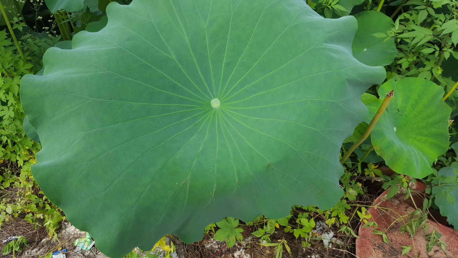 Samsung Galaxy S6 sample photo. Lotus, aquatic plants, plants photography