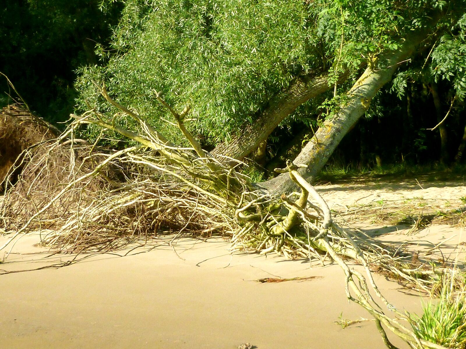 Panasonic DMC-FS37 sample photo. Elbe beach, walk on photography