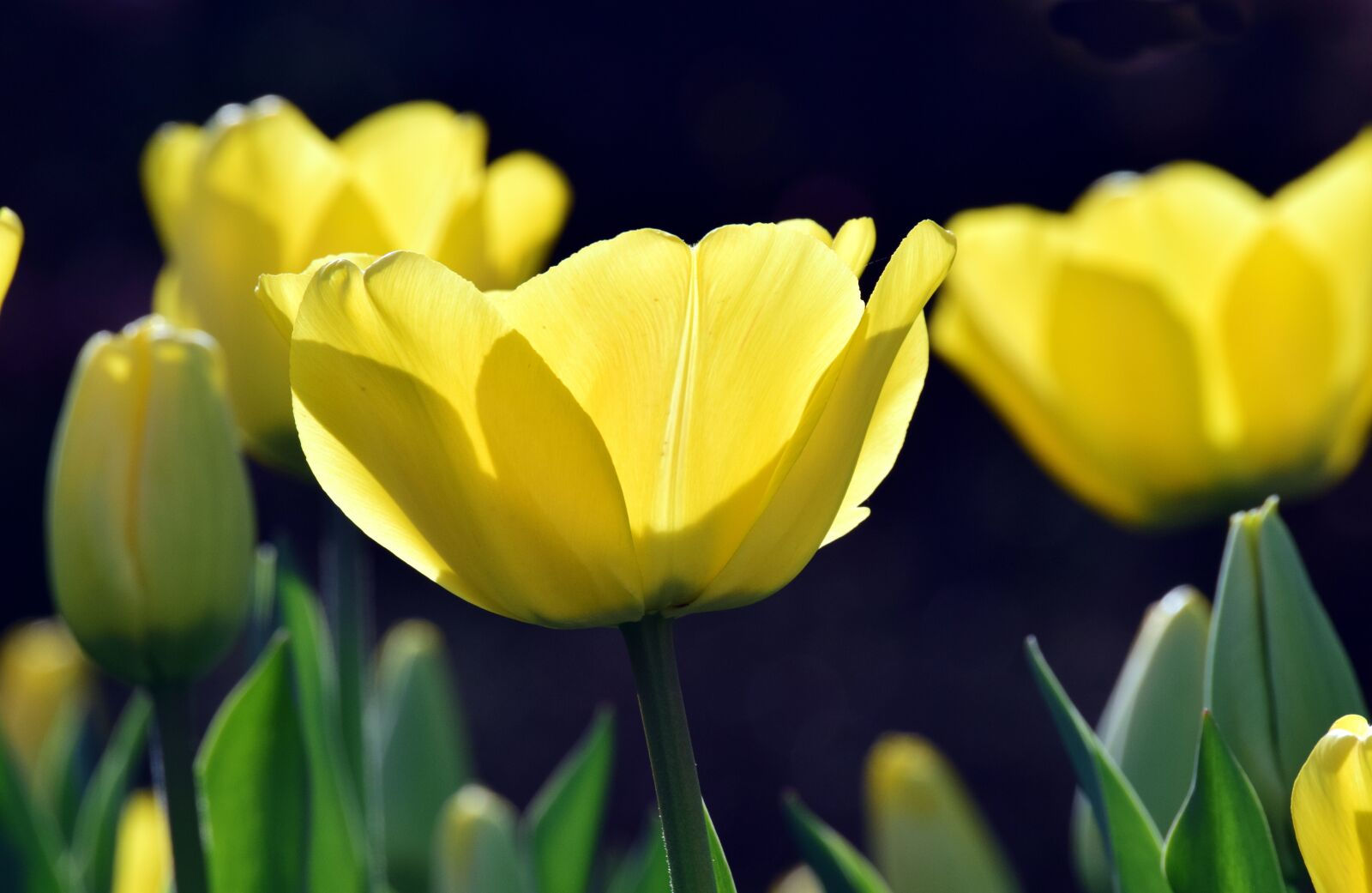 Nikon D3300 sample photo. Bright, backlighting, yellow photography