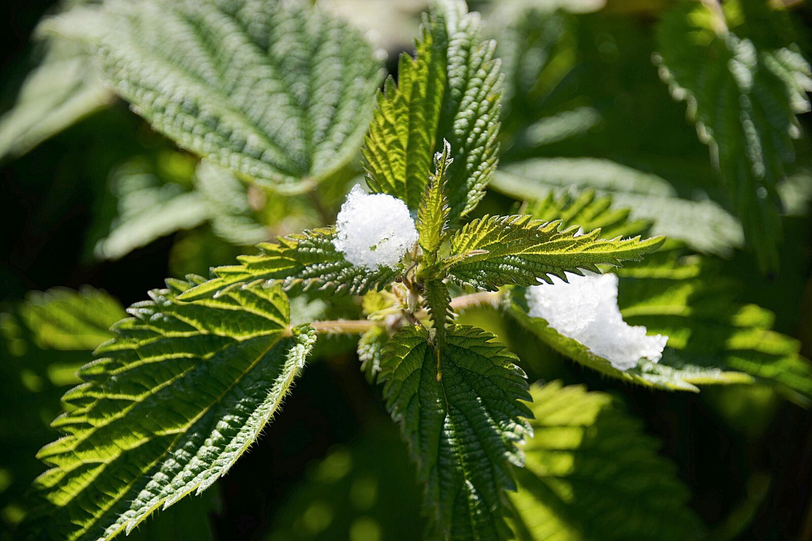 Nikon D610 sample photo. Stinging nettles, snow, plant photography