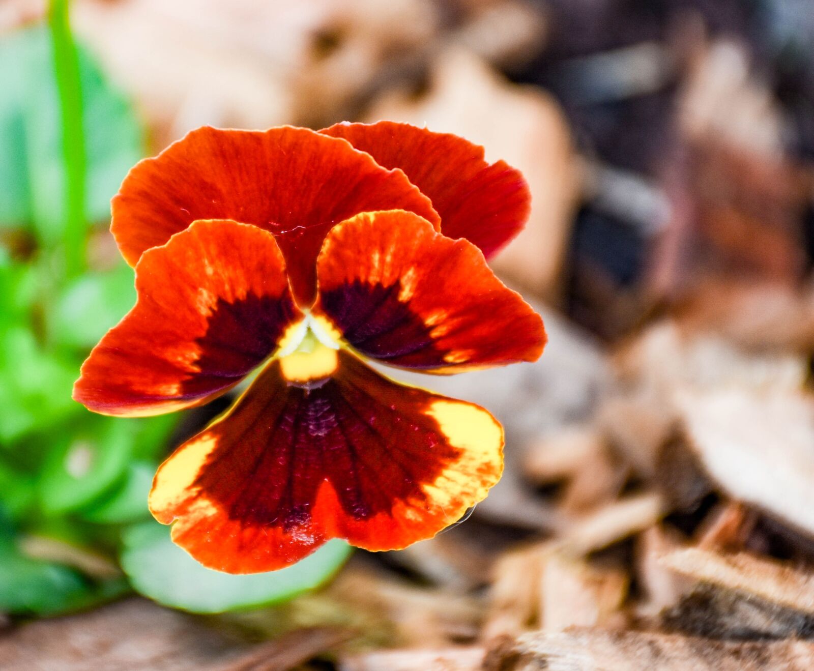 Nikon D7200 sample photo. Violet, red, nature photography