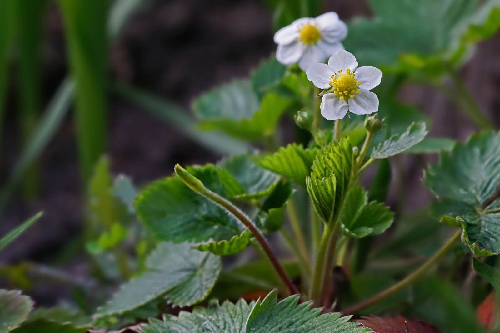 Sony a6000 + Sony FE 90mm F2.8 Macro G OSS sample photo. Nature, plant, strawberry plant photography