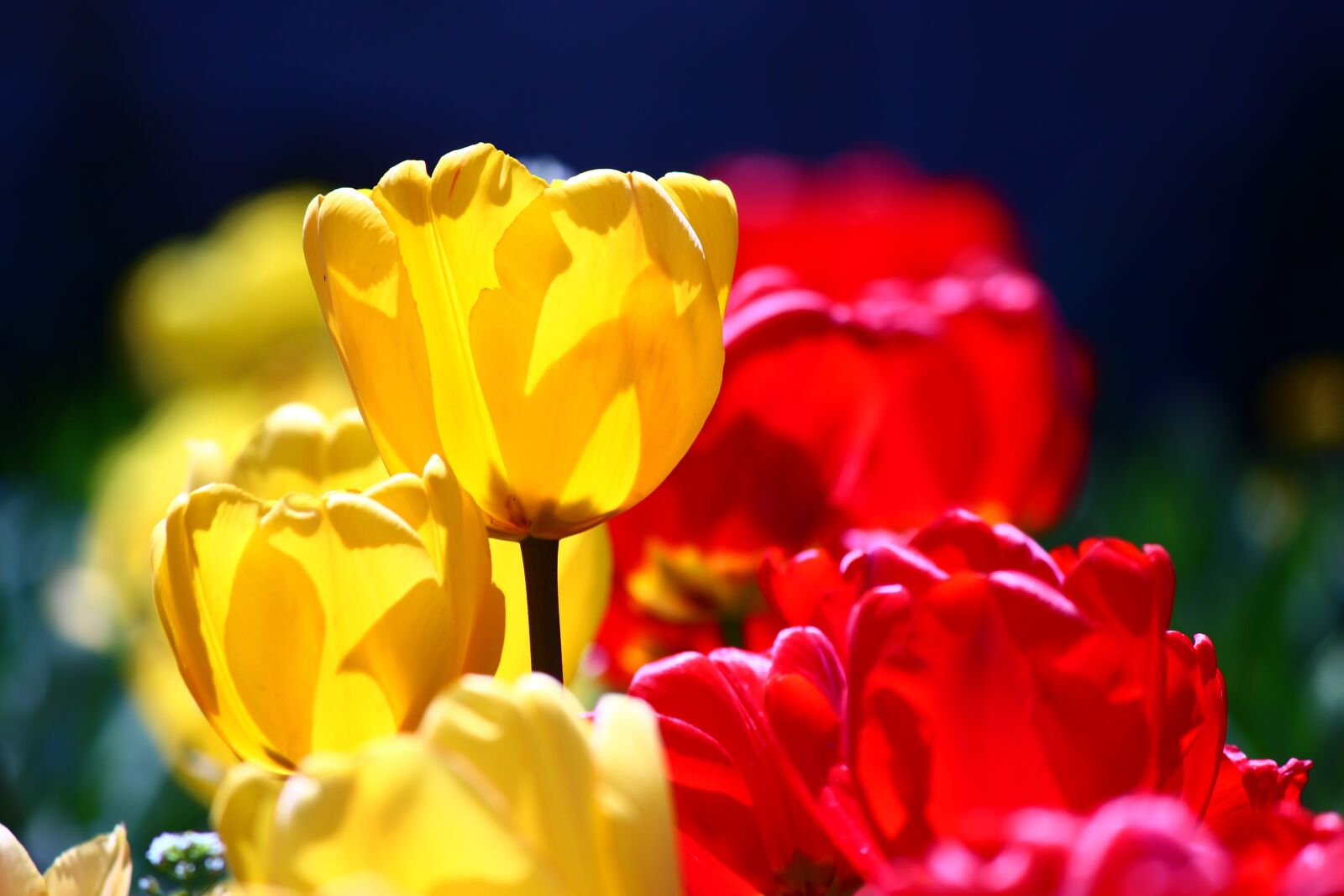 Canon EOS 600D (Rebel EOS T3i / EOS Kiss X5) sample photo. Red-yellow tulips, confectionery, spring photography