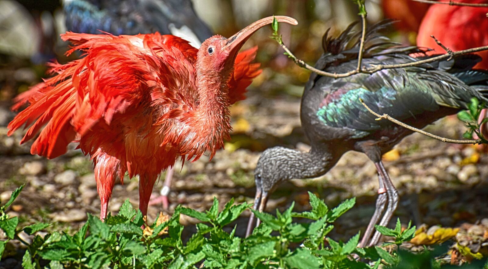 Nikon D7200 sample photo. Ibis, eudocimus ruber, scarlet photography