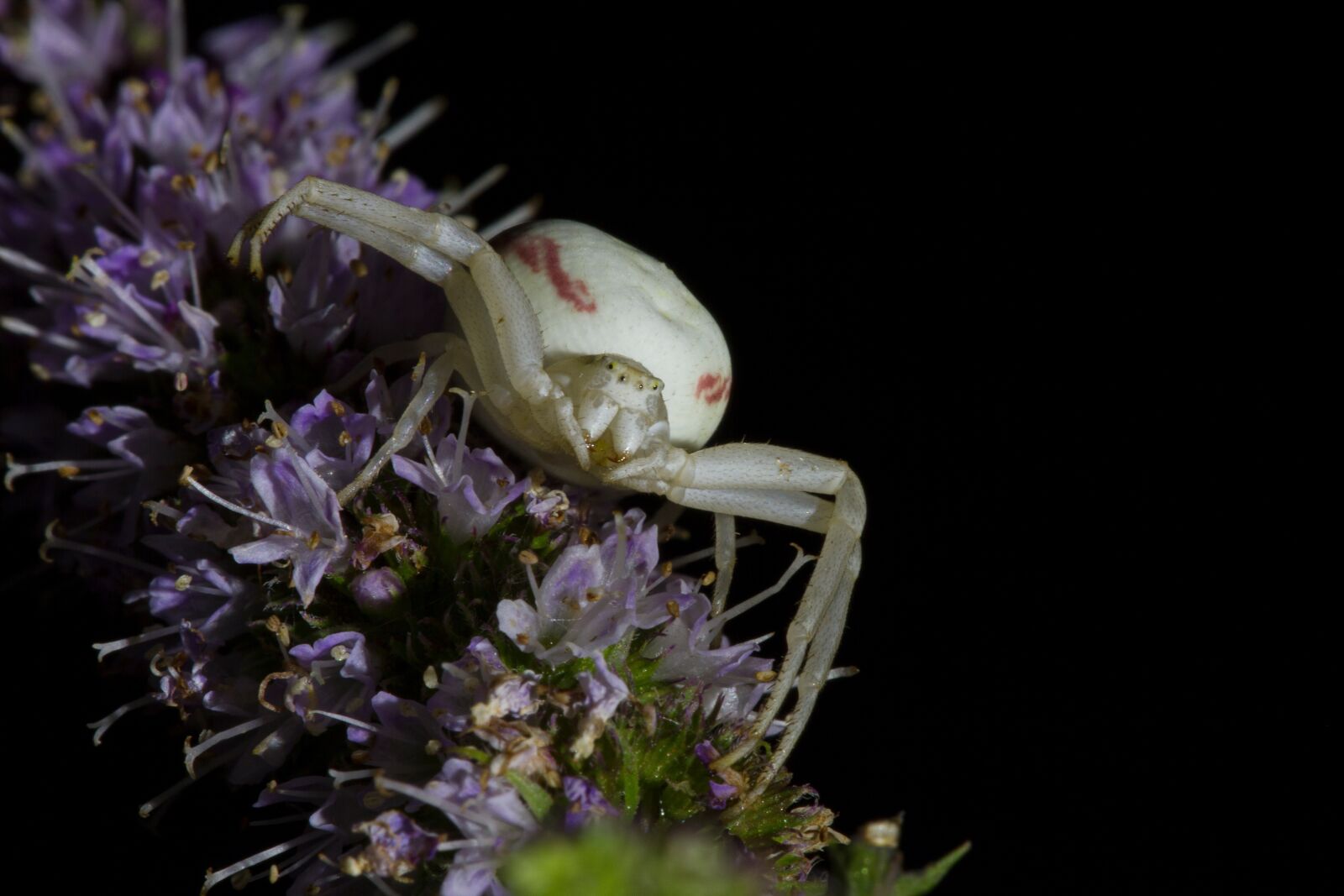 Canon EOS 7D sample photo. Goldenrod crab spider, misumena photography