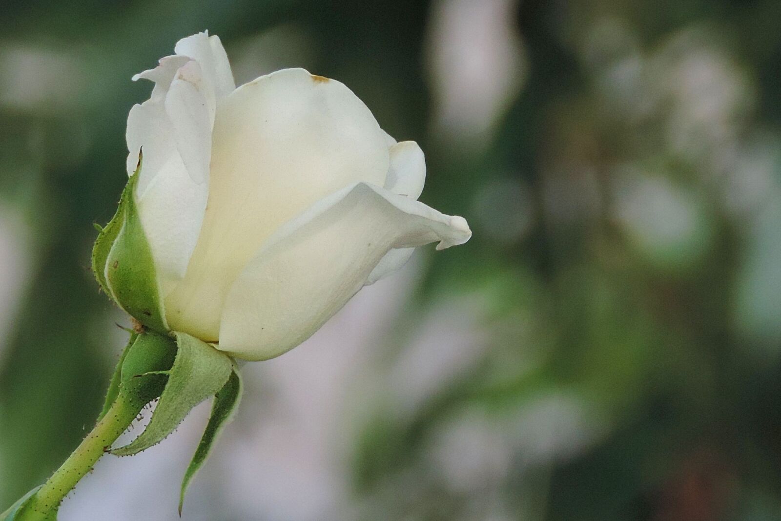 Nikon Coolpix P520 sample photo. Flower, nature, leaf photography