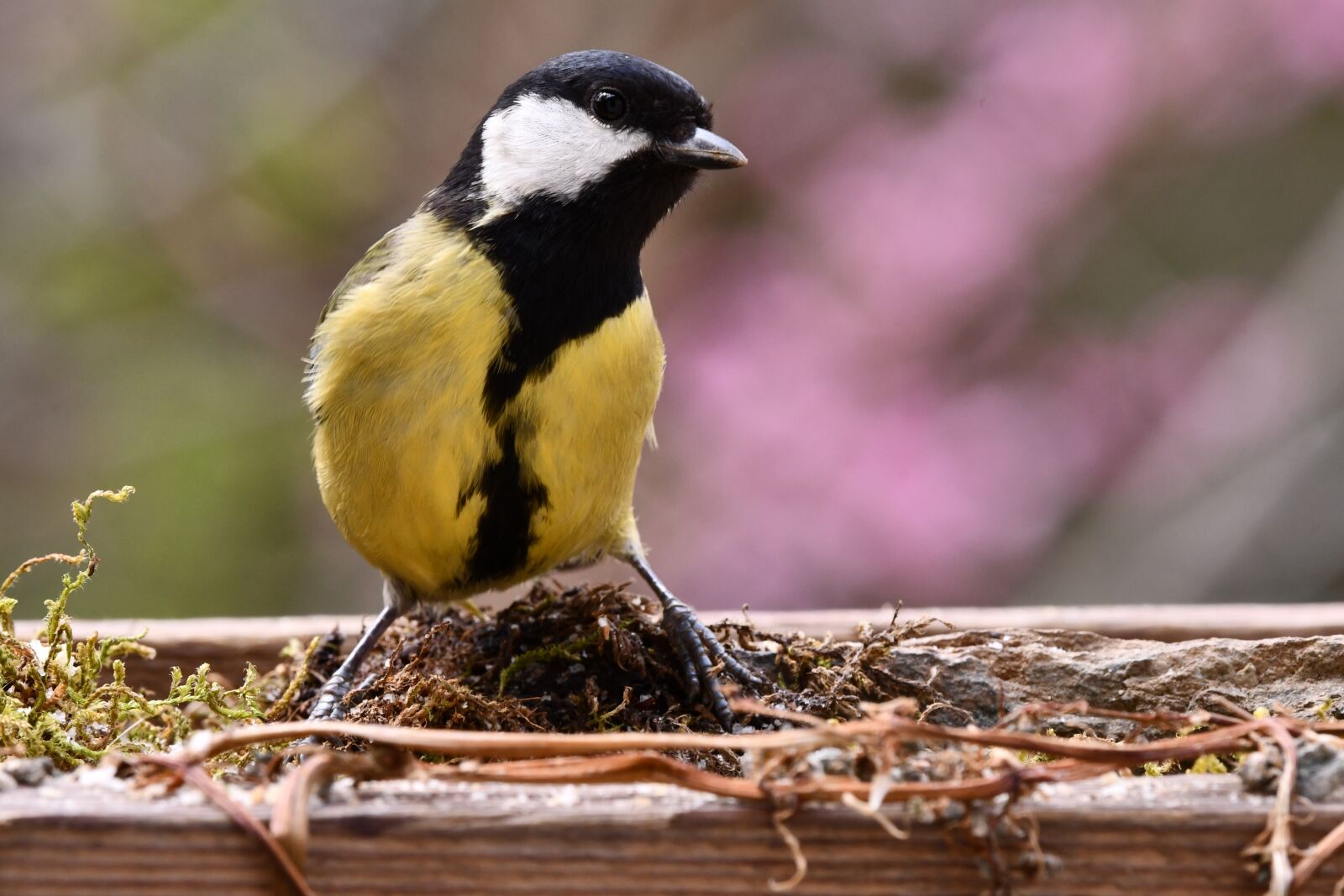 Nikon D7500 sample photo. Titmouse, yellow, bird photography