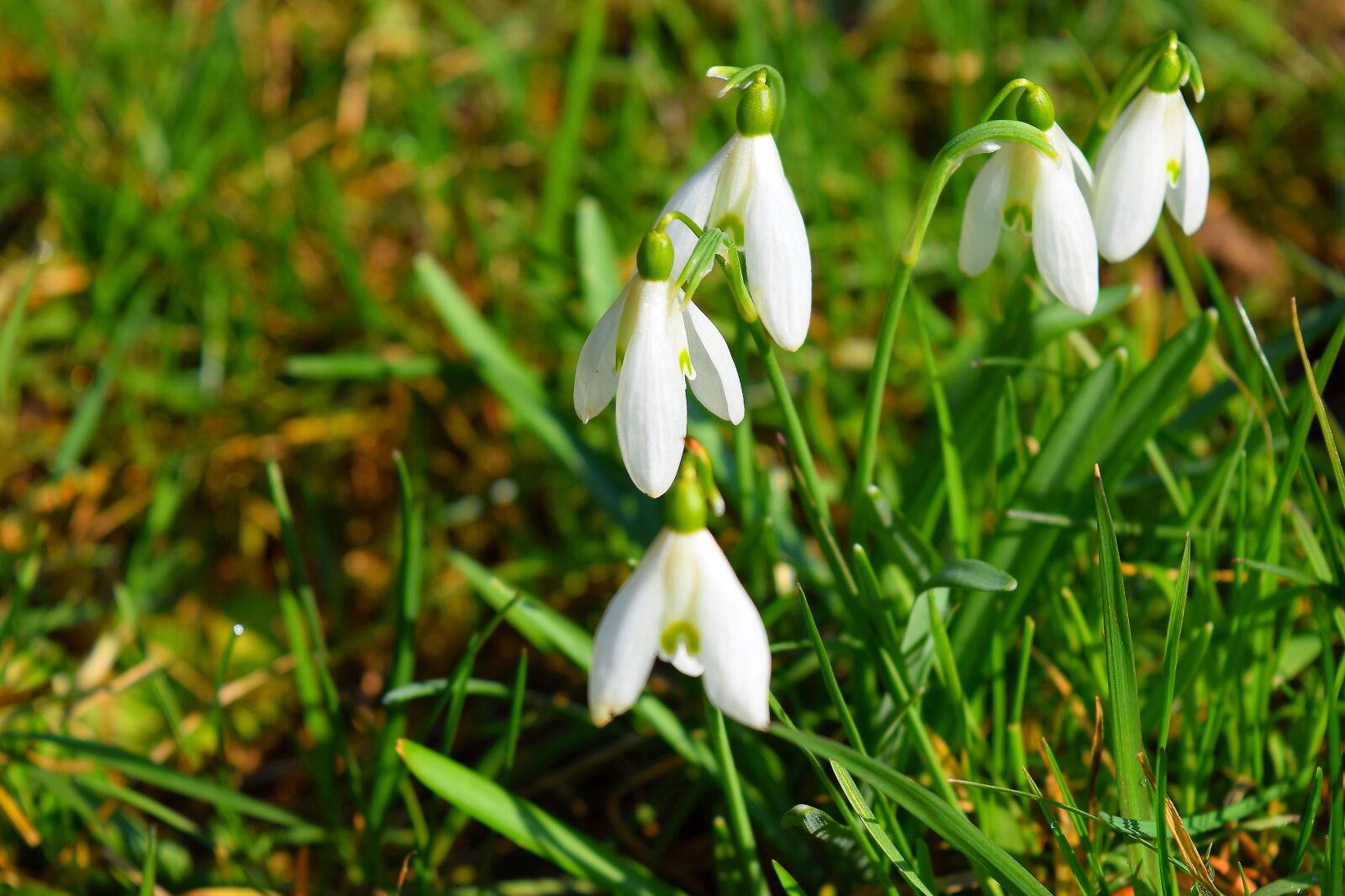 Nikon D5300 sample photo. Flower, plant, spring photography