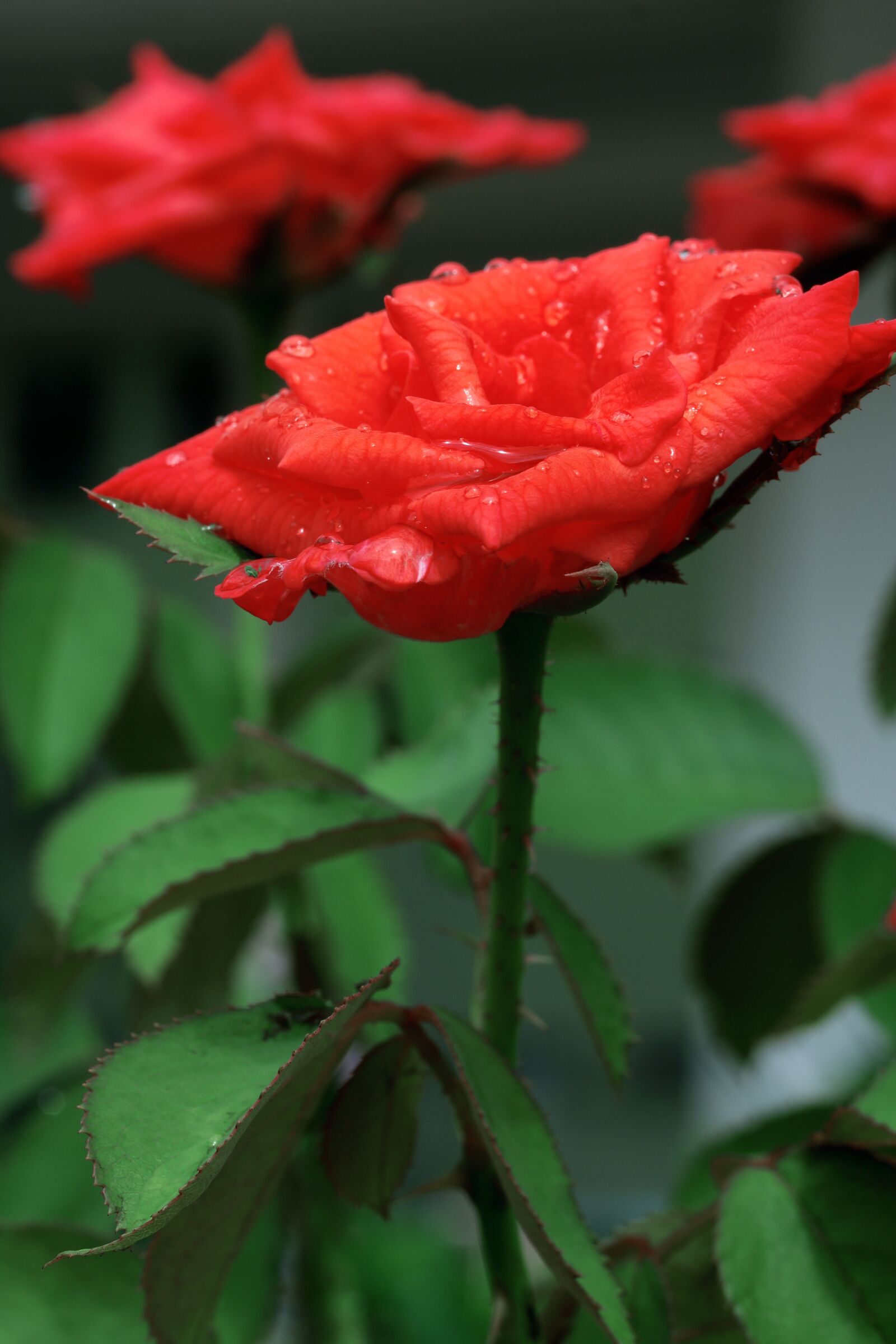 Canon EOS 40D sample photo. Flower, red, nature photography