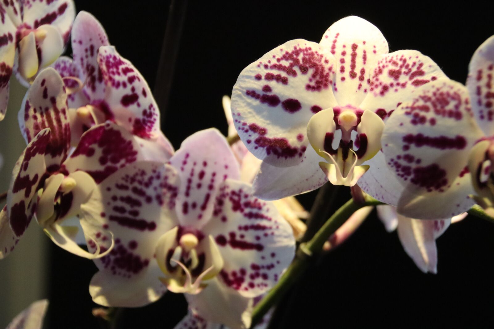 Canon EOS M50 (EOS Kiss M) sample photo. Orchid, phalaenopsis, tropical photography