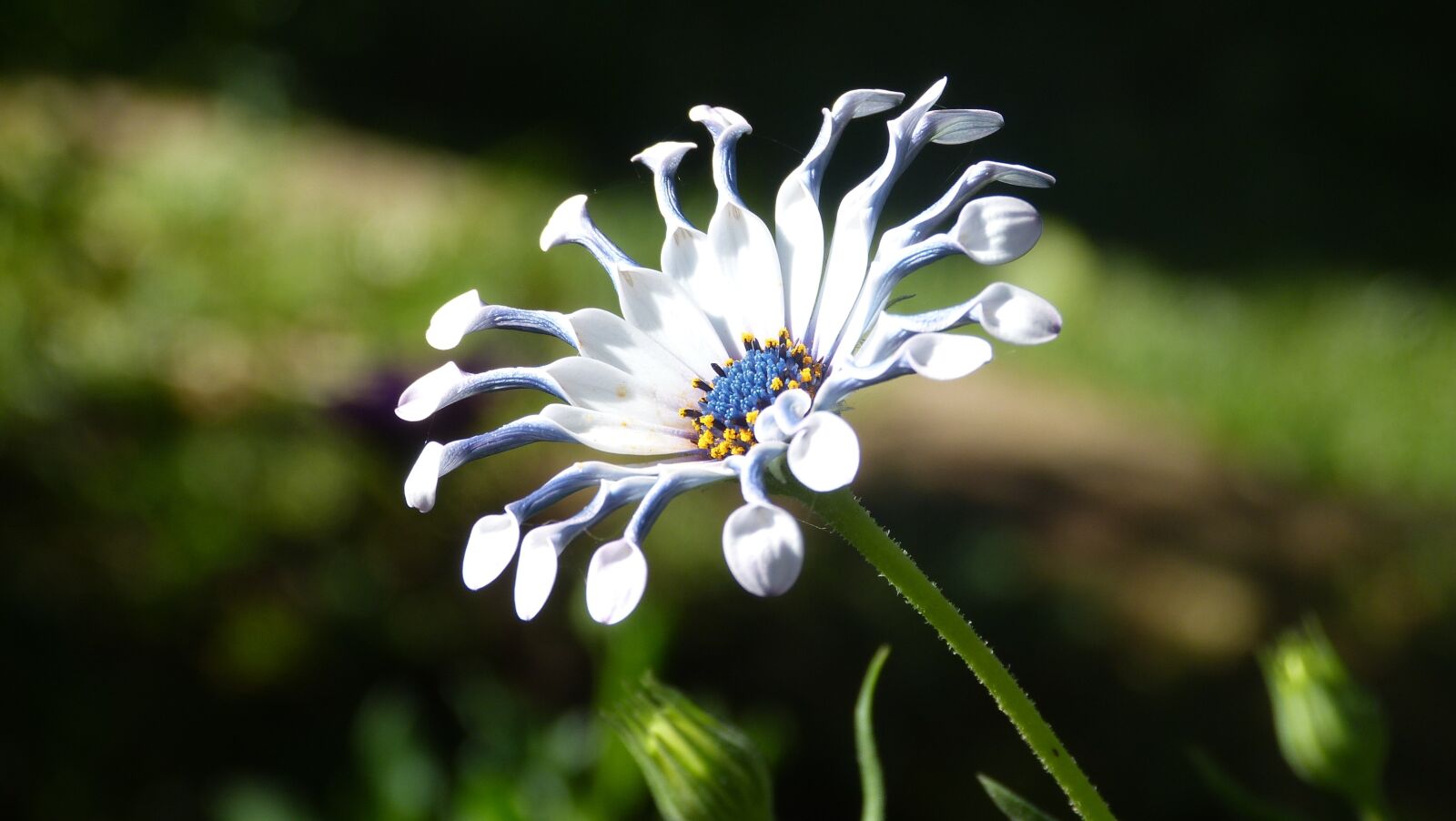 Panasonic Lumix DMC-FZ150 sample photo. Plants, flowers, garden photography