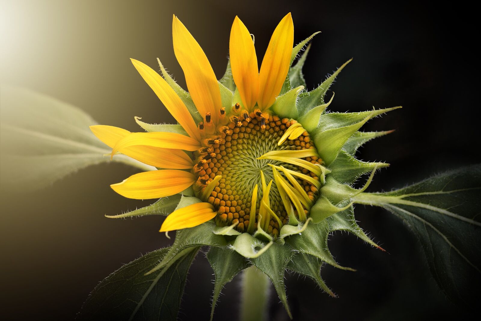 Canon EOS 70D sample photo. Sunflower, nature, flora photography