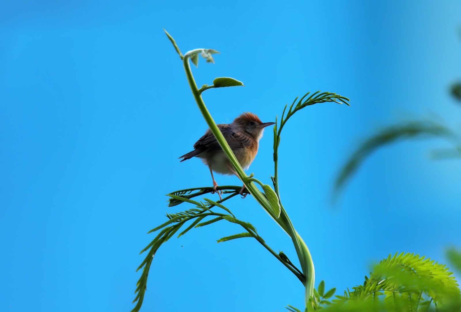 Olympus OM-D E-M1 sample photo. Nature, wildlife, bird photography